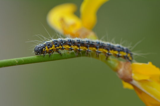 Raupe im Ginsterbusch