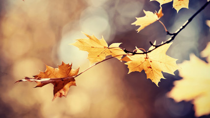 Branch of maple tree with autumn leaves.