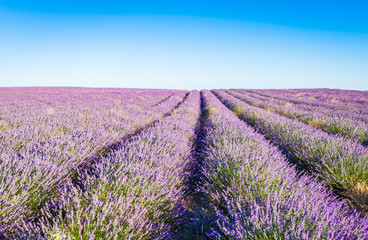 Fototapeta na wymiar Provence, Lavender field at sunset, Valensole Plateau