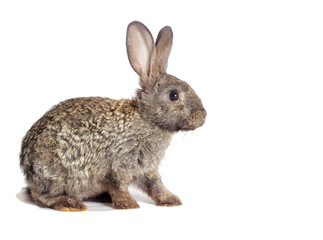 rabbit on a white background