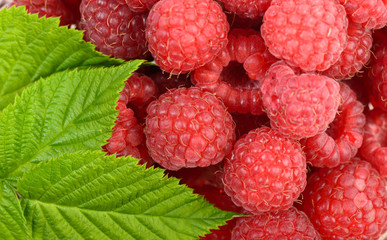 Ripe raspberry with leaf