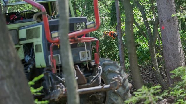 A young logger is busy putting chains around tree trunks because later on he will pull them away with a tractor and drive them out of a forest. Wide-angle shot.

