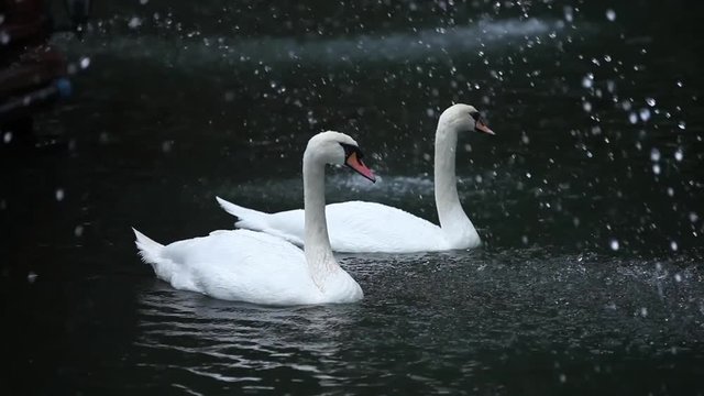 two white swans floating on the water fountain