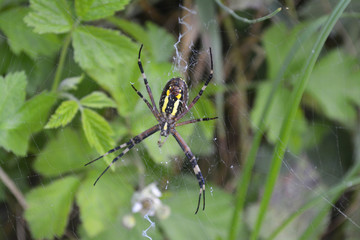 Argiope Bruennichi