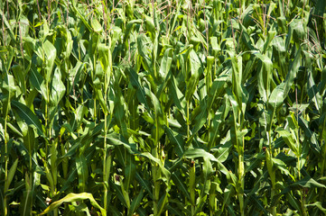 Obraz premium corn field