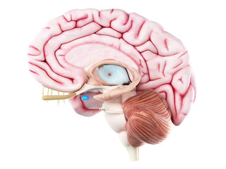 3d rendered medically accurate illustration of the pituitary gland