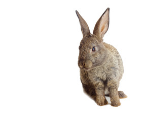 rabbit on a white background