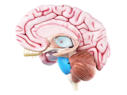 3d rendered medically accurate illustration of pons