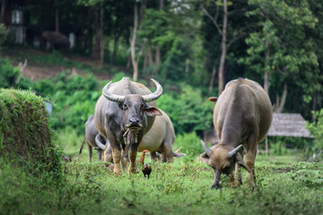 Albino buffalo in a field looking at the photographer, Chiang Mai, Thailand.