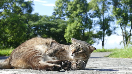 nature cat on the grand with nice background