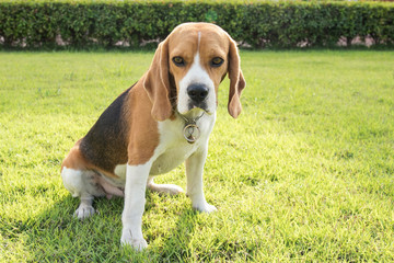 Portrait cute beagle puppy dog looking up in green grass field
