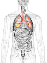 3d rendered medically accurate illustration of the bronchi