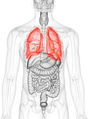 3d rendered medically accurate illustration of the lung