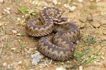 european common adder on the ground