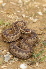 european crossed adder on the ground