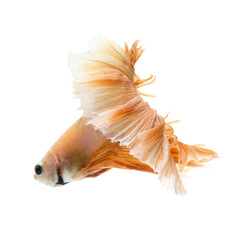 Betta fish on white background