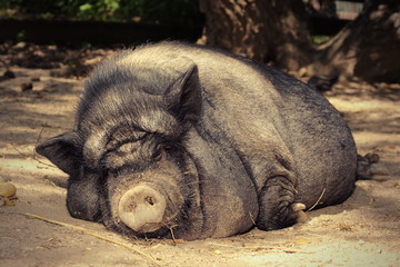 fat lazy pig