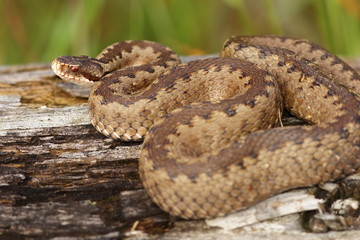 female crossed adder on stump