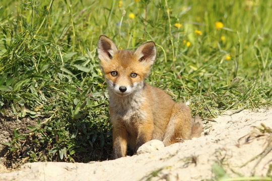 cute fox puppy looking at the camera