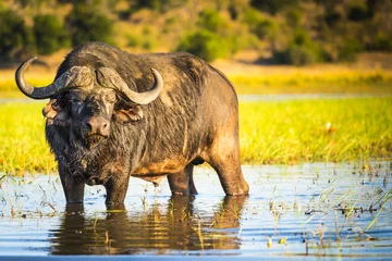 Abwaschbare Fototapete Afrikanischer Büffel © THP Creative