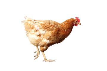 isolated beige hen