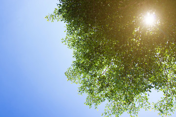 Green trees and blue sky and clouds and sun.