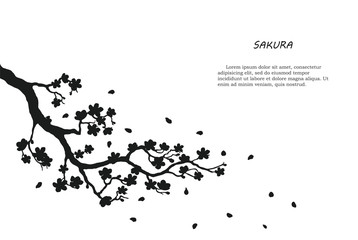 Fototapeta premium Black silhouette of sakura on a white background