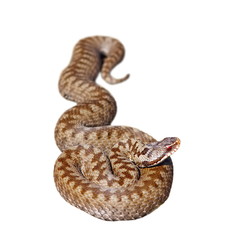 isolated european common adder