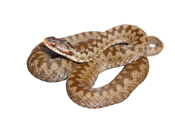 isolated european venomous snake