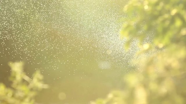 A flock of midges in the woods.