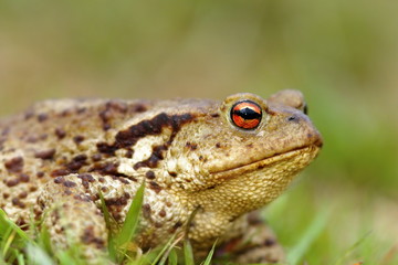 macro shot of common toad