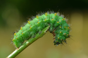 Raupe des kleinen Nachtpfauenauges