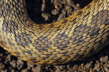 pattern of meadow adder