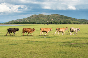 Naklejka na ściany i meble five cows walk in grass field at farm with mountain background i