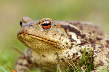 portrait of brown common toad