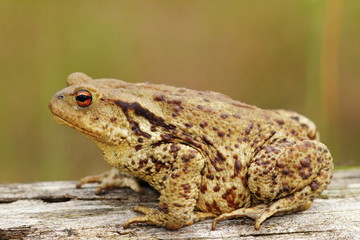 profile view of brown common toad