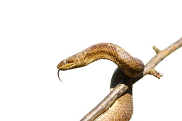 Naklejka premium smooth snake over white