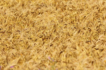 textured wheat field
