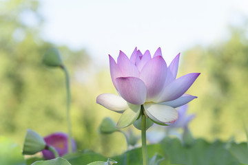 Lotus Flower with Brightly Lit Background