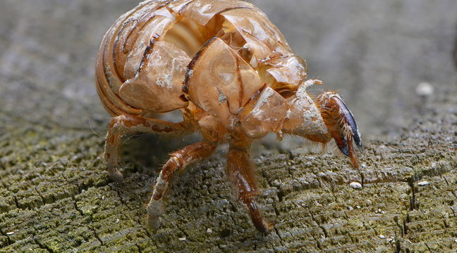 Larvenh&uuml;lle einer Cigale