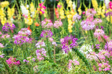 beautiful pink and purple flower with colorful background of lea