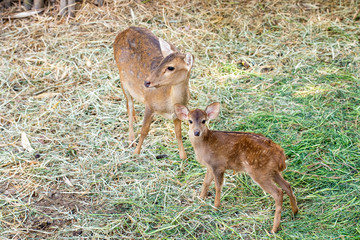 deer, family, farm, hunting, whitetail, grass, nature, zoo, avia