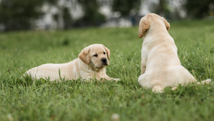 cute yellow Labrador puppy lying and looking to his brother