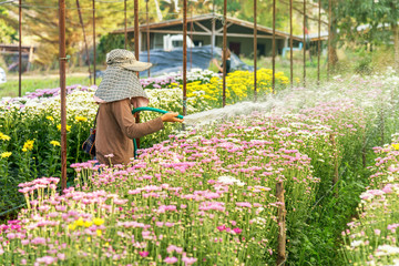 gardener watering the garden beautiful flower garden in greenhou