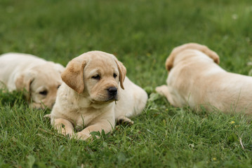 three cute yellow Labrador puppy resting on green grass