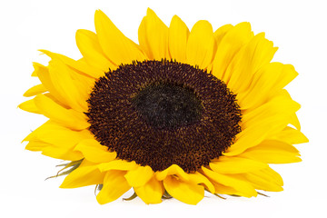 blooming sunflower on white background, close up