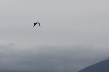 seagull flying on lake