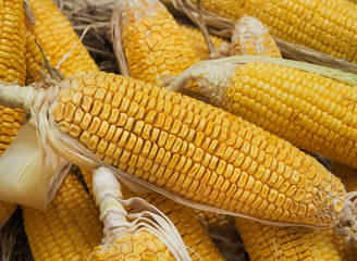 Fresh organic corn on cobs