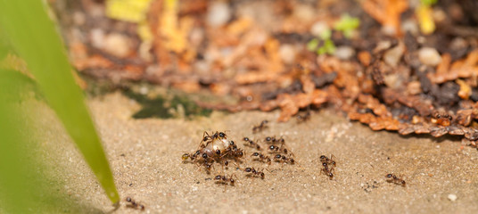  Big headed ant team work