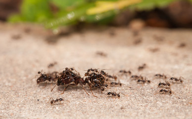  Big headed ant team work